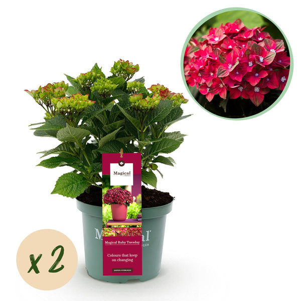 MijnPlantenShop - Tuin Hortensia Hydrangea macrophylla Ruby