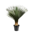 MijnPlantenShop - Yucca Rostrata 1