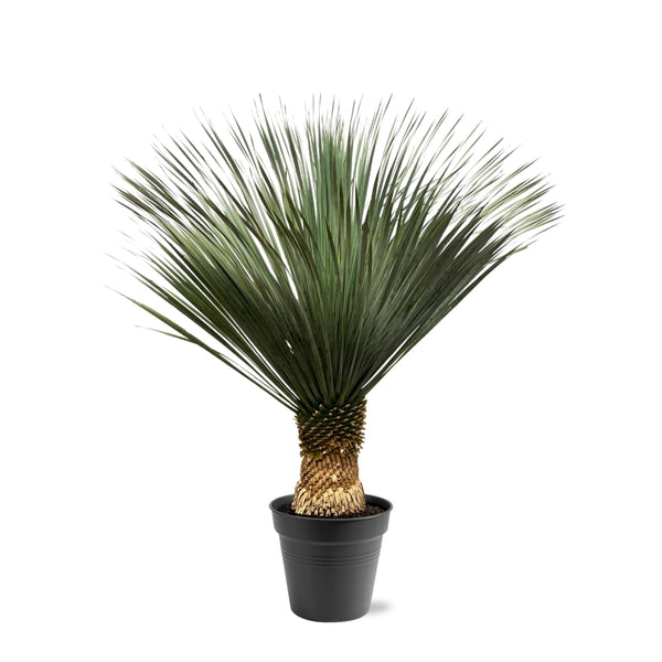 MijnPlantenShop - Yucca Rostrata 1