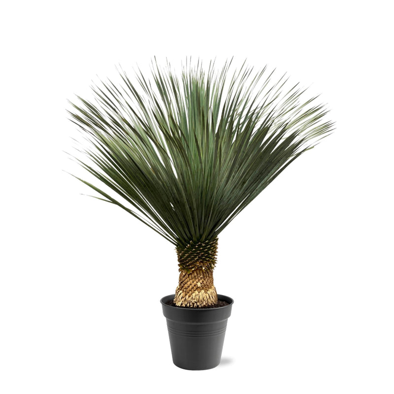 MijnPlantenShop - Yucca Rostrata 1