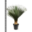 MijnPlantenShop - Yucca Rostrata 2