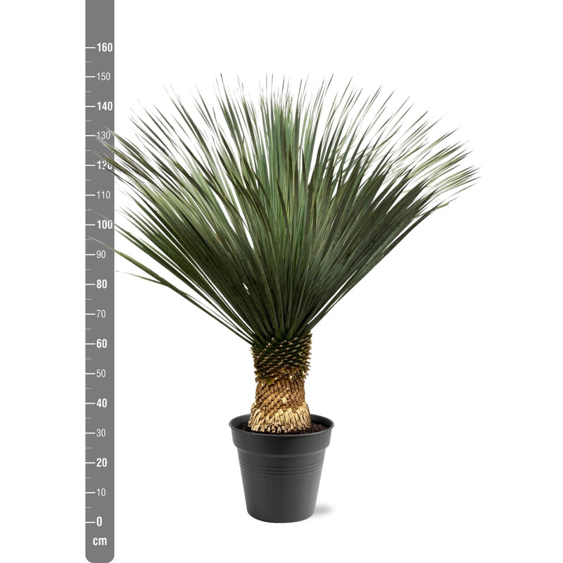 MijnPlantenShop - Yucca Rostrata 2