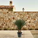 MijnPlantenShop - Yucca Rostrata 3