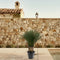 MijnPlantenShop - Yucca Rostrata 3