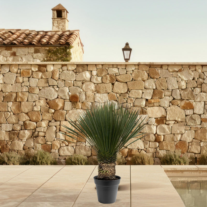 MijnPlantenShop - Yucca Rostrata 3