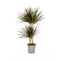 MijnPlantenShop_Dracaena1