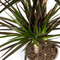 MijnPlantenShop_Dracaena2