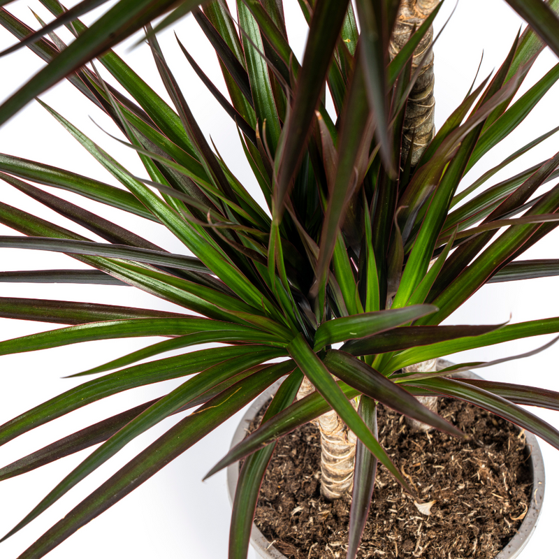 MijnPlantenShop_Dracaena2