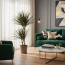 Dracaena Marginata Magenta kamerplant