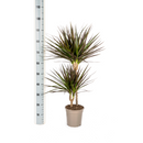 MijnPlantenShop_Dracaena3