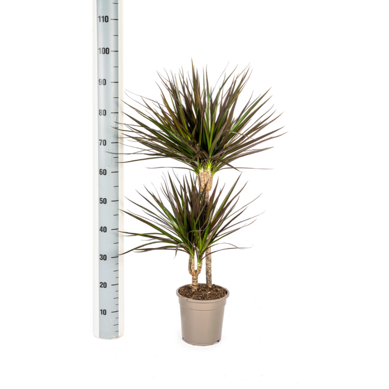 MijnPlantenShop_Dracaena3