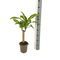 MijnPlantenShop_Dracaena Fragrans Massangeana1