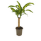 MijnPlantenShop_Dracaena Fragrans Massangeana2