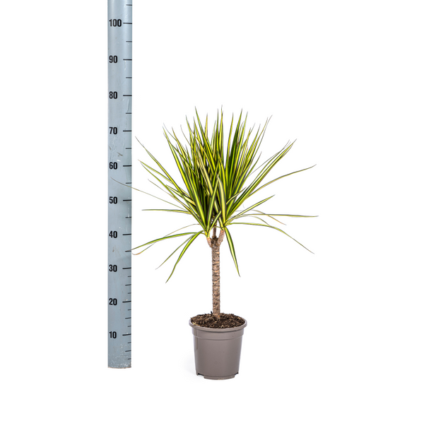 MijnPlantenShop_Dracaena Marginata Sunray1