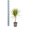 MijnPlantenShop_Dracaena Marginata Sunray1