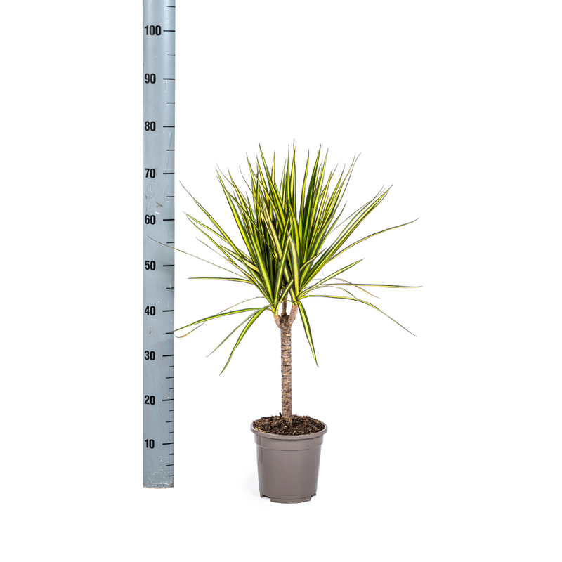 MijnPlantenShop_Dracaena Marginata Sunray1