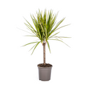 MijnPlantenShop_Dracaena Marginata Sunray2