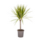 MijnPlantenShop_Dracaena Marginata Sunray2