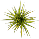 MijnPlantenShop_Dracaena Marginata Sunray3