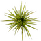 MijnPlantenShop_Dracaena Marginata Sunray3