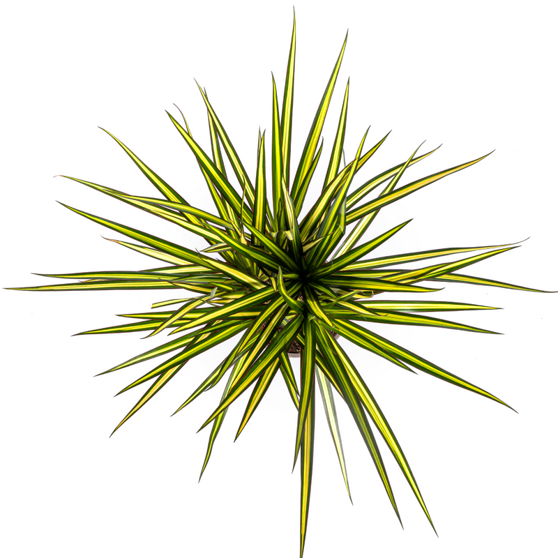 MijnPlantenShop_Dracaena Marginata Sunray3
