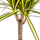 MijnPlantenShop_Dracaena Marginata Sunray4