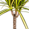 MijnPlantenShop_Dracaena Marginata Sunray4