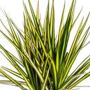 MijnPlantenShop_Dracaena Marginata Sunray5