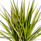 MijnPlantenShop_Dracaena Marginata Sunray5