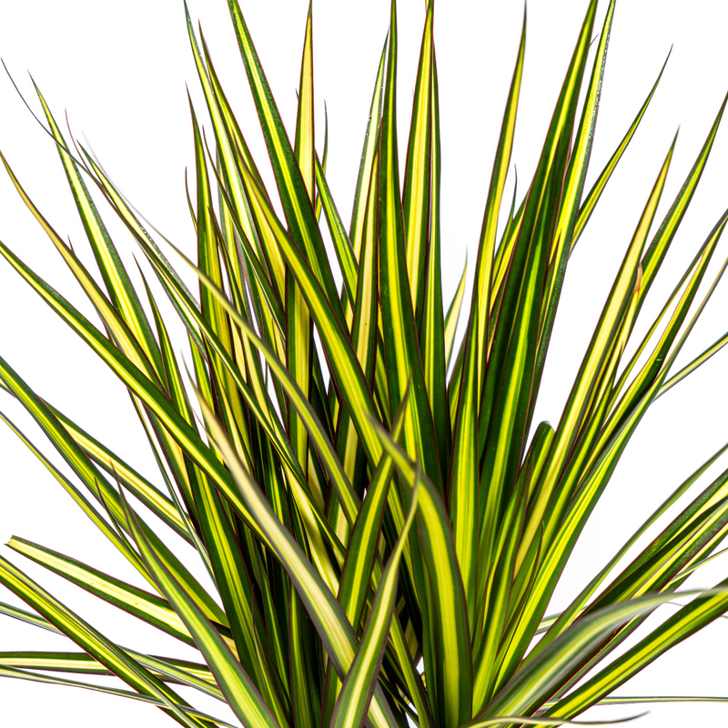 MijnPlantenShop_Dracaena Marginata Sunray5