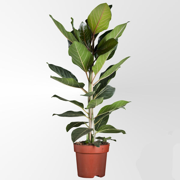 MijnPlantenShop_Ficus_Benghalensis