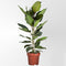 MijnPlantenShop_Ficus_Benghalensis