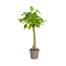 MijnPlantenShop_Pachira Aquatica1
