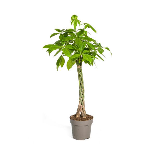 MijnPlantenShop_Pachira Aquatica1