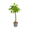 MijnPlantenShop_Pachira Aquatica1