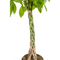 MijnPlantenShop_Pachira Aquatica2