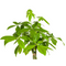 MijnPlantenShop_Pachira Aquatica3