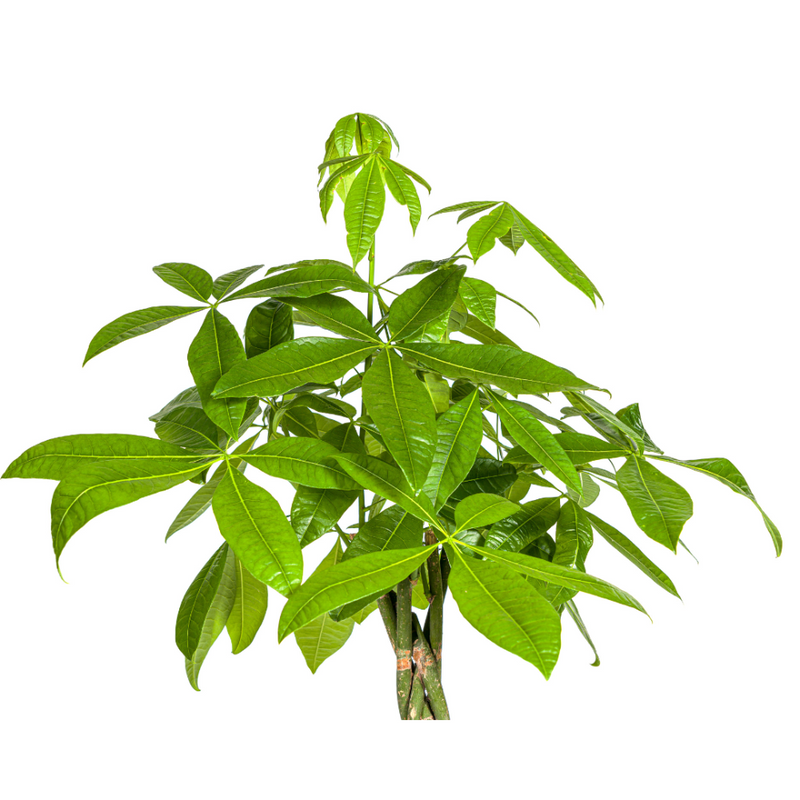 MijnPlantenShop_Pachira Aquatica3