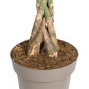 MijnPlantenShop_Pachira Aquatica4