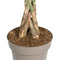 MijnPlantenShop_Pachira Aquatica4