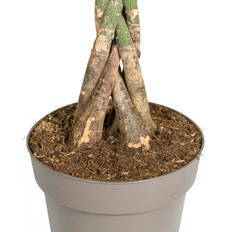 MijnPlantenShop_Pachira Aquatica4