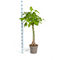 MijnPlantenShop_Pachira Aquatica5