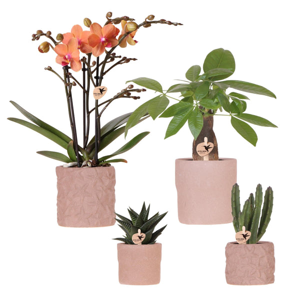 MijnPlantenShop Set van orchidee Bolzano1