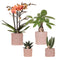 MijnPlantenShop Set van orchidee Bolzano1