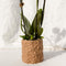 MijnPlantenShop Set van orchidee Bolzano2