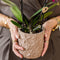 MijnPlantenShop Set van orchidee Bolzano3