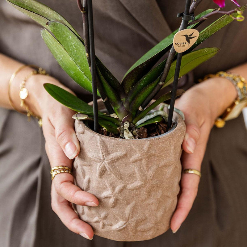 MijnPlantenShop Set van orchidee Bolzano3