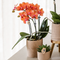 MijnPlantenShop Set van orchidee Bolzano4