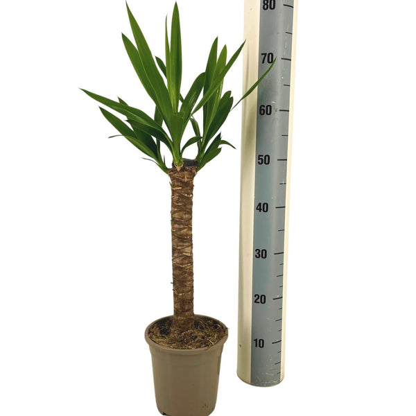 MijnPlantenShop_Yucca_Elephantipes1