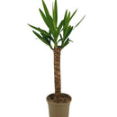 MijnPlantenShop_Yucca_Elephantipes2